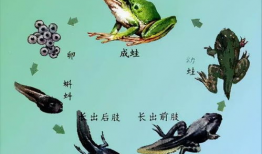 蝌蚪网在线 视频,揭秘科技与生活的精彩瞬间